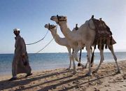 in cammello dal Mar Rosso al deserto