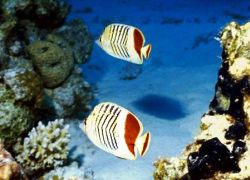 pesci colorati del Mar Rosso