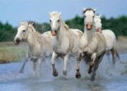 la Camargue: cavalli bianchi