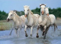 cavalli al galoppo nella Camargue