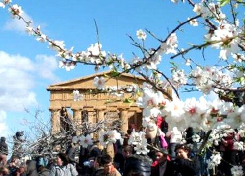 Agrigento, mandorli in fiore