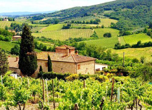San Casciano in Val di Pesa: filari