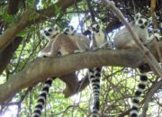 lemuri del Madagascar