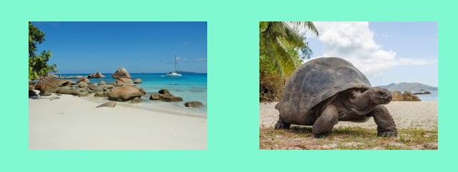 spiaggia Anse Lazio _ tartaruga terrestre gigante