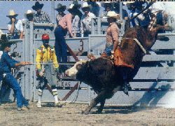 rodeo
